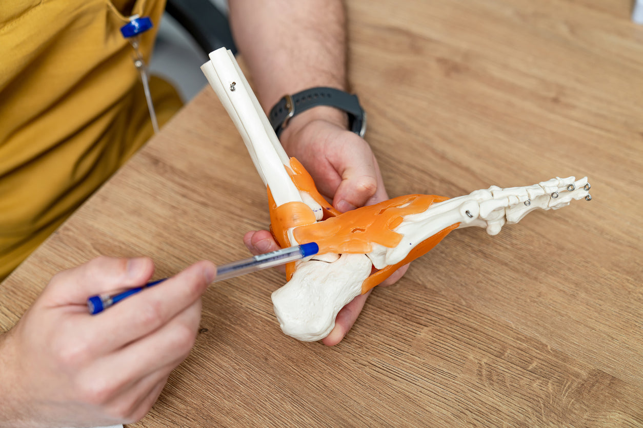 Erforschung der Präzision in der Podologie: Das Erler-Zimmer-Fußskelett