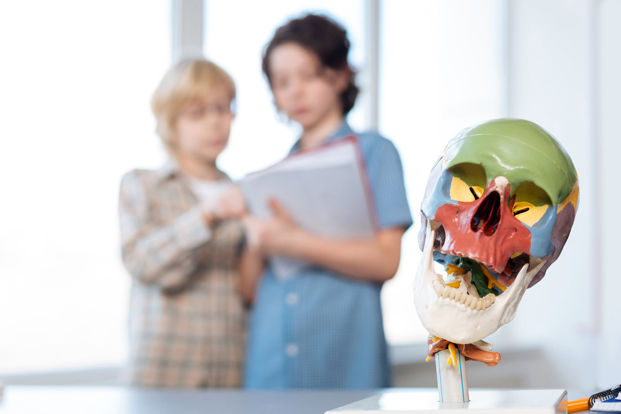 Die Geheimnisse des menschlichen Schädels entschlüsseln: Ein umfassender Überblick über das Erler Zimmer Osteopathie-Schädelmodell, 22-teilig, didaktische Version - EZ Augmented Anatomy