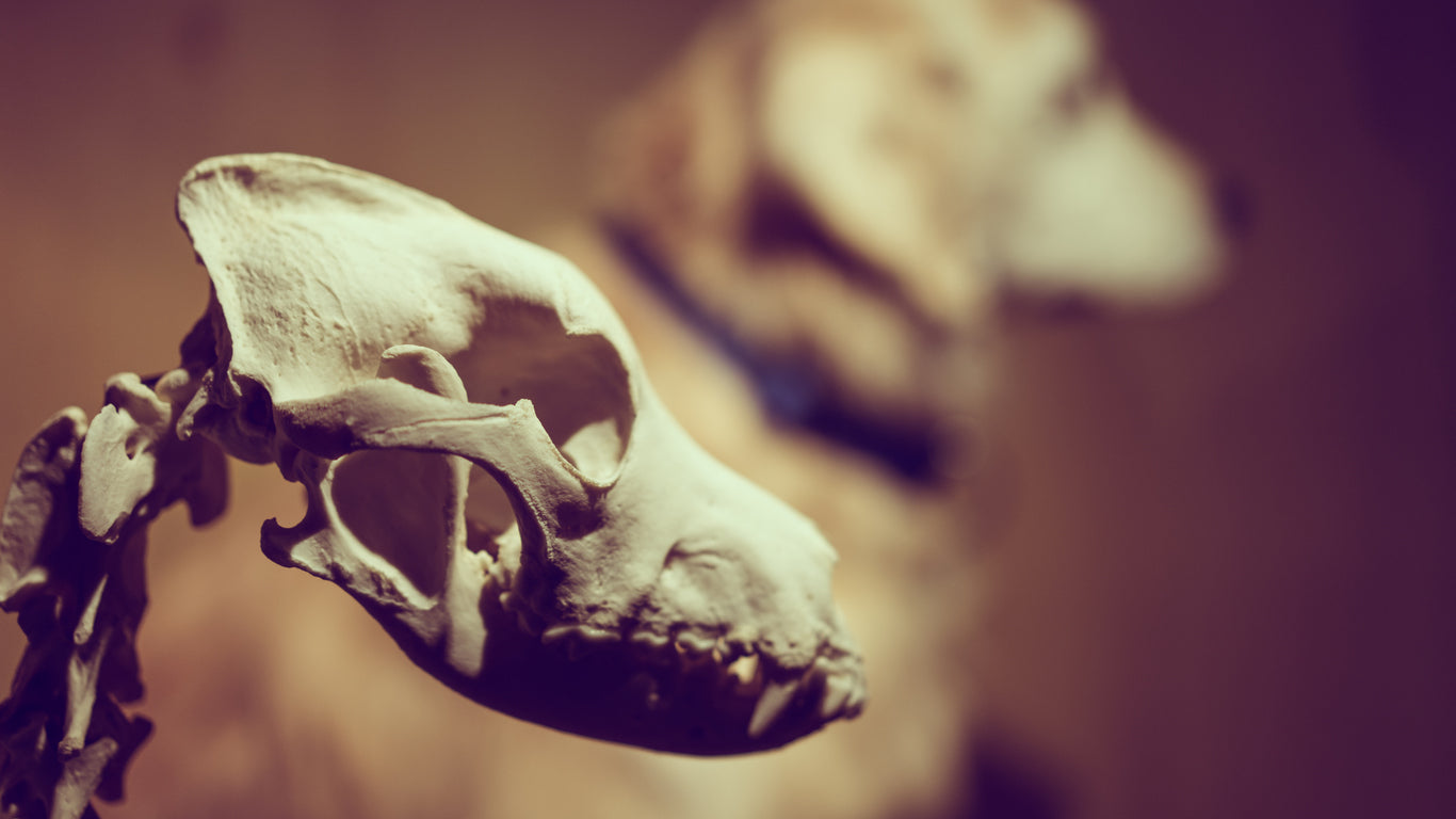 Natürliche Größe, lebensechte Lehre: Die Vorteile des Erler Zimmer Hundeskeletts