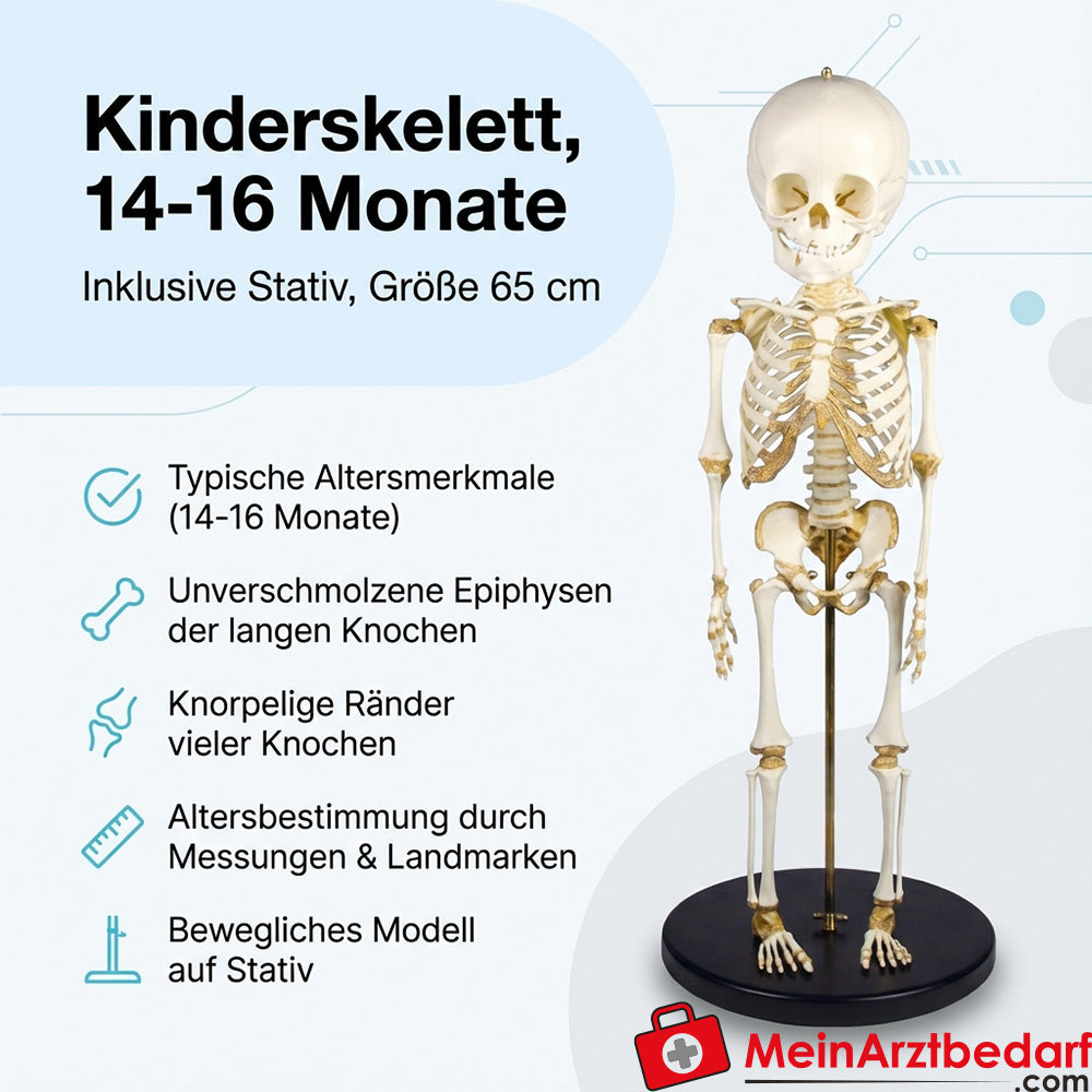 Erler Zimmer kinderskelet, 14 tot 16 maanden
