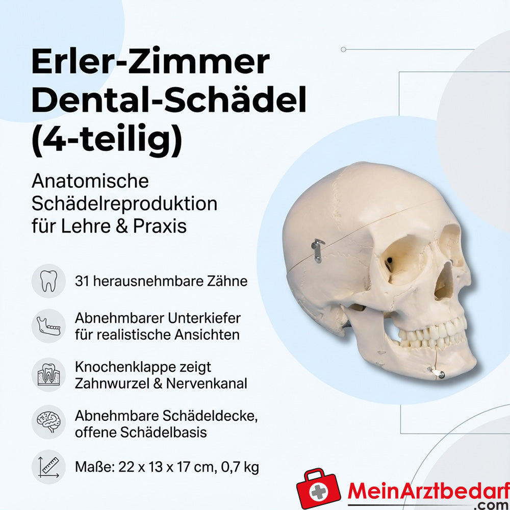 Erler Zimmer dental skull 4-part - 31 separable teeth, removable lower jaw, 22 x 13 x 17 cm