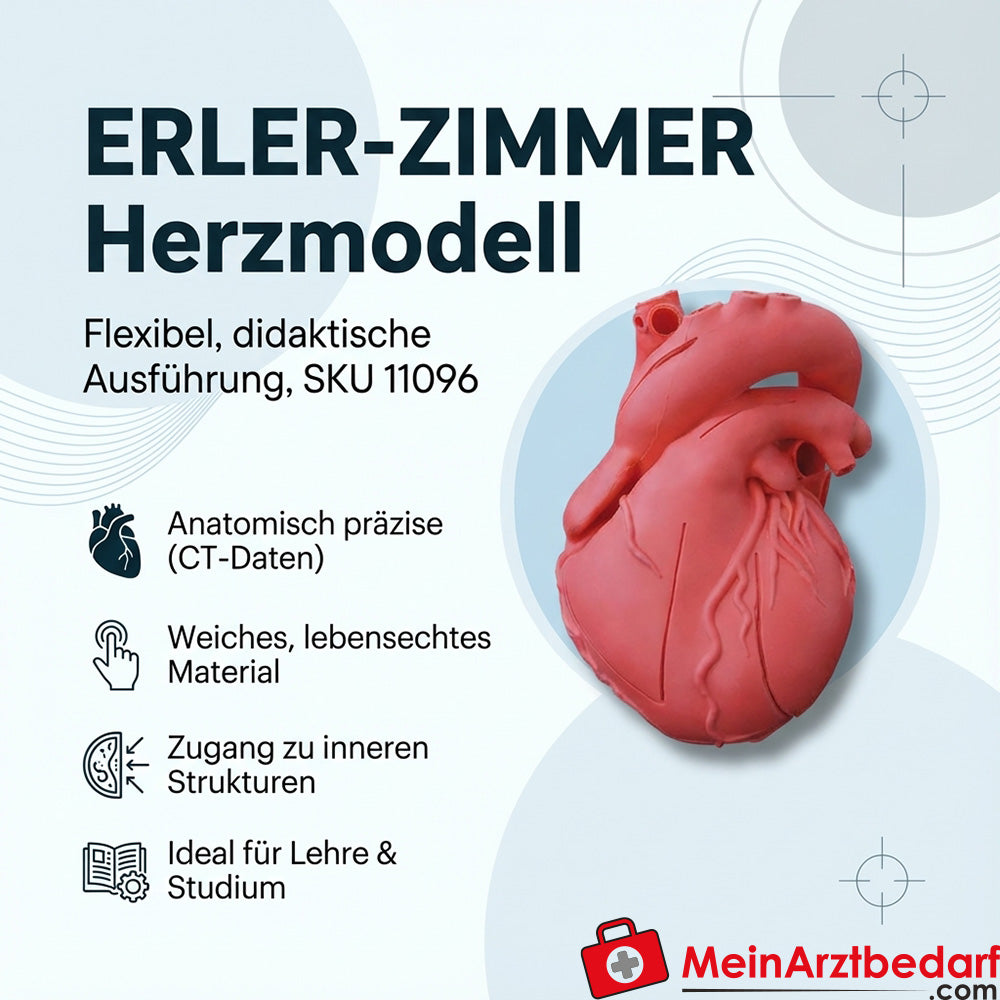 Erler-Zimmer Modèle de cœur anatomique flexible, version didactique