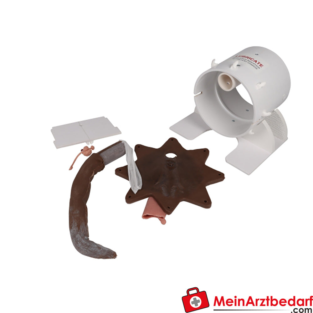 Erler-Zimmer Rektaler Untersuchungssimulator Hund.