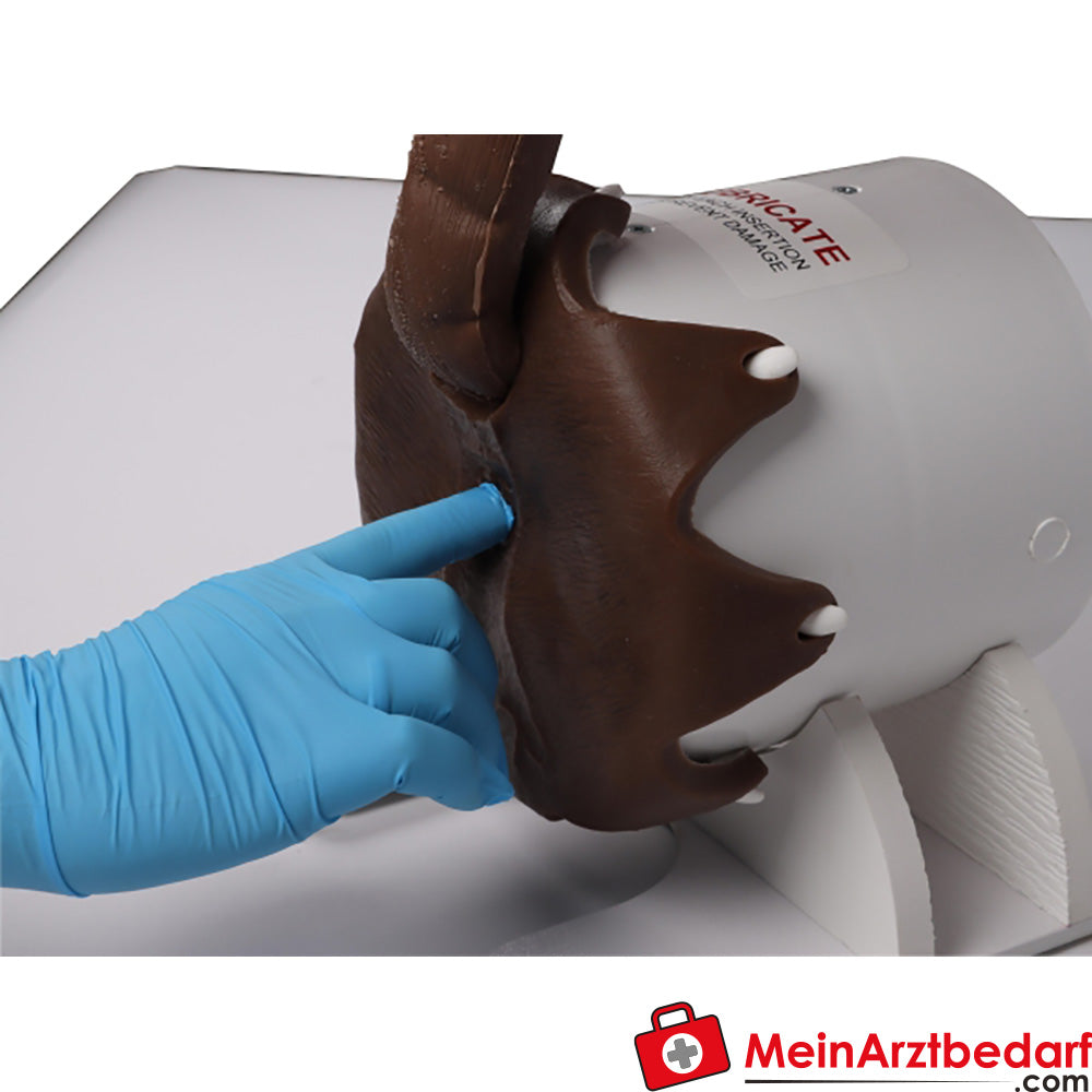 Erler-Zimmer Rektaler Untersuchungssimulator Hund.