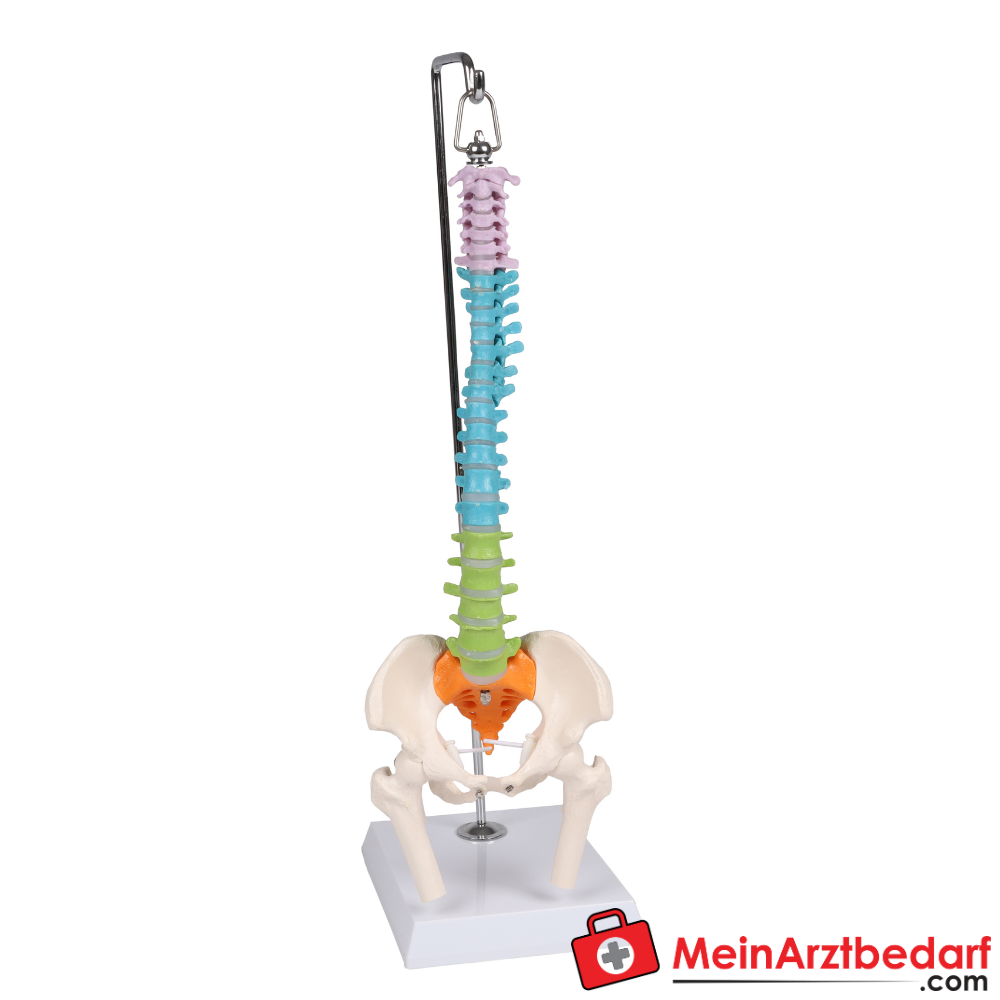 Erler-Zimmer Flexible Miniaturwirbelsäule, didaktisch.