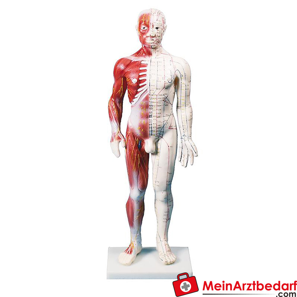 Erler-Zimmer Chinesische Akupunkturfigur.