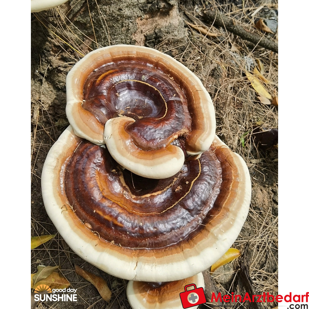 Capsule di Estratto di Fungo Reishi Vitale Good Day Sunshine - Supporto per lo stress e la tensione quotidiana (90 Capsule)