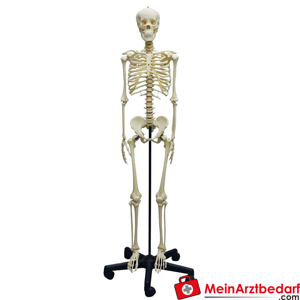 Erler Zimmer adolescent skeleton | MeinArztbedarf.com