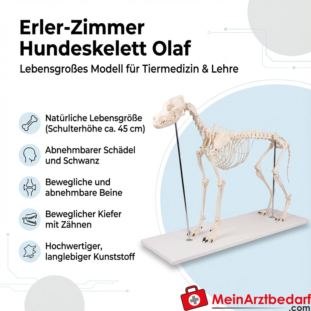 Szkielet psa Olafa firmy Erler Zimmer, naturalnej wielkości, plastikowy, wysokość ramienia ok. 45 cm