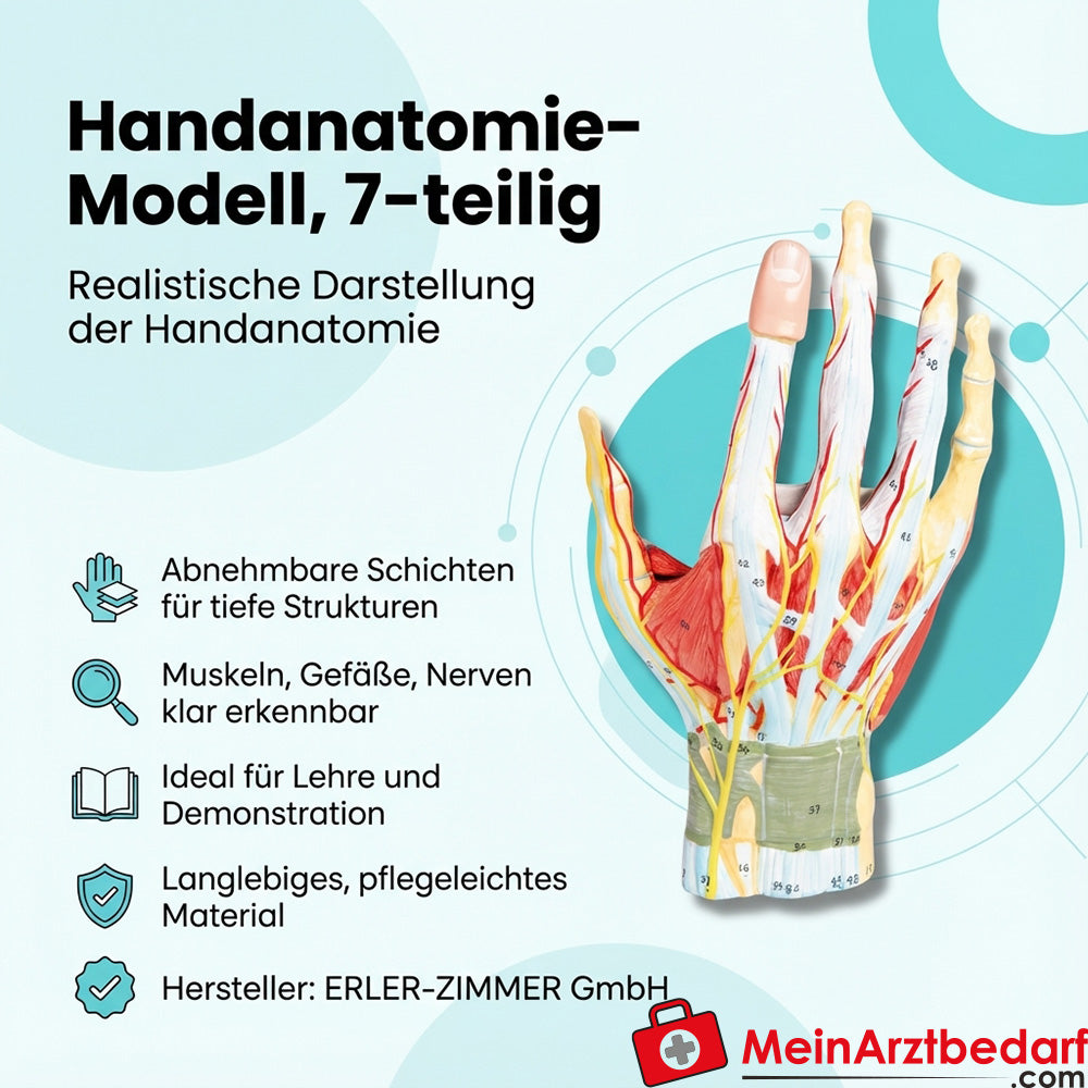 Modello di anatomia della mano di Erler Zimmer, in 7 parti con strati rimovibili