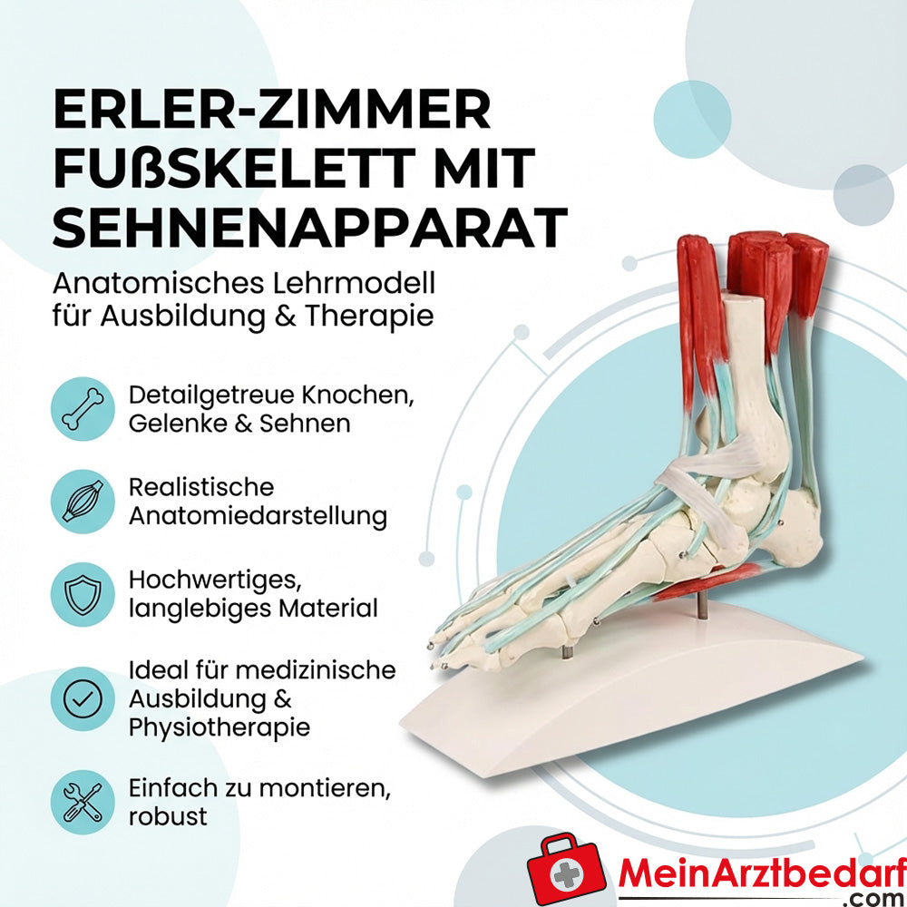 Scheletro del piede di Erler Zimmer con apparato tendineo modello didattico anatomico montabile