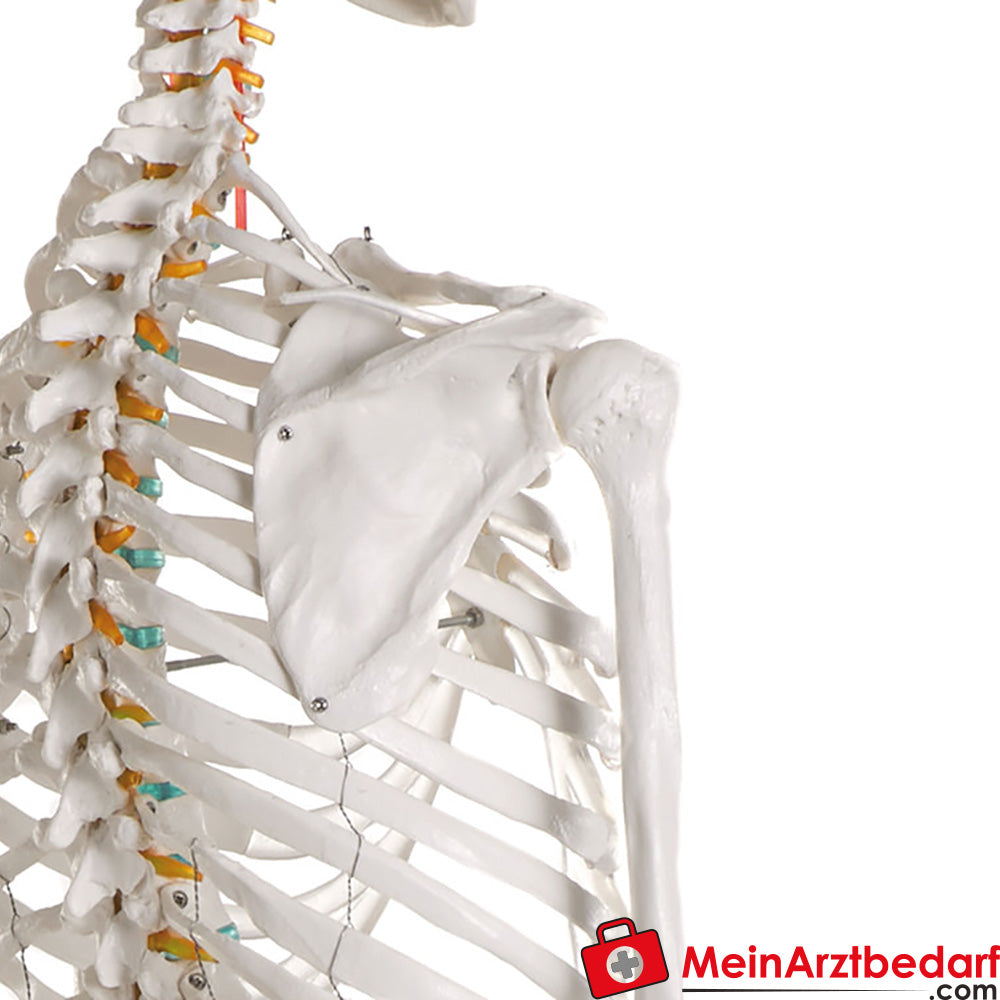 Erler-Zimmer Skelett.