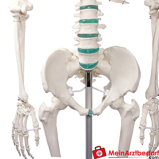 Erler-Zimmer Skelett.