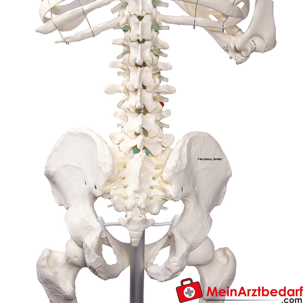 Erler-Zimmer Skelett.