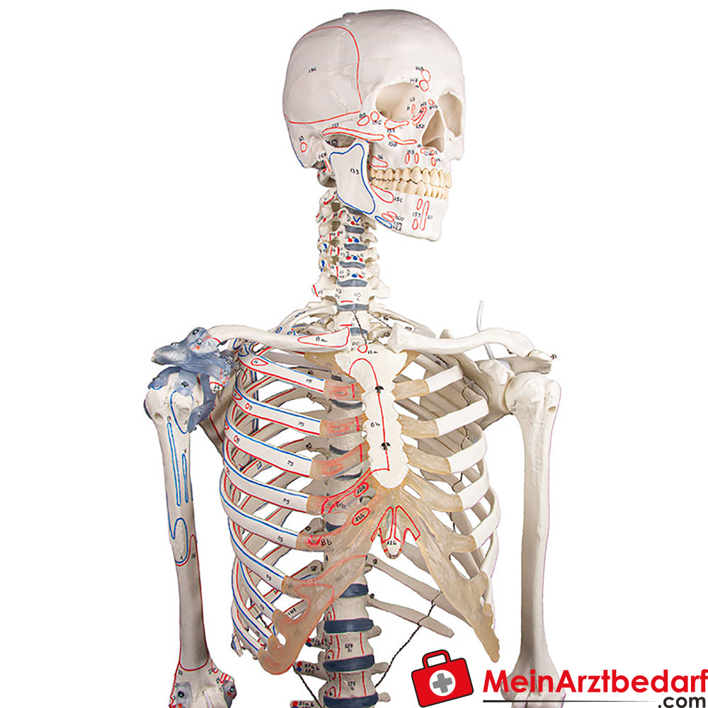 Erler-Zimmer Skelett.