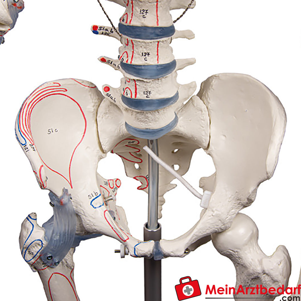 Erler-Zimmer Skelett.