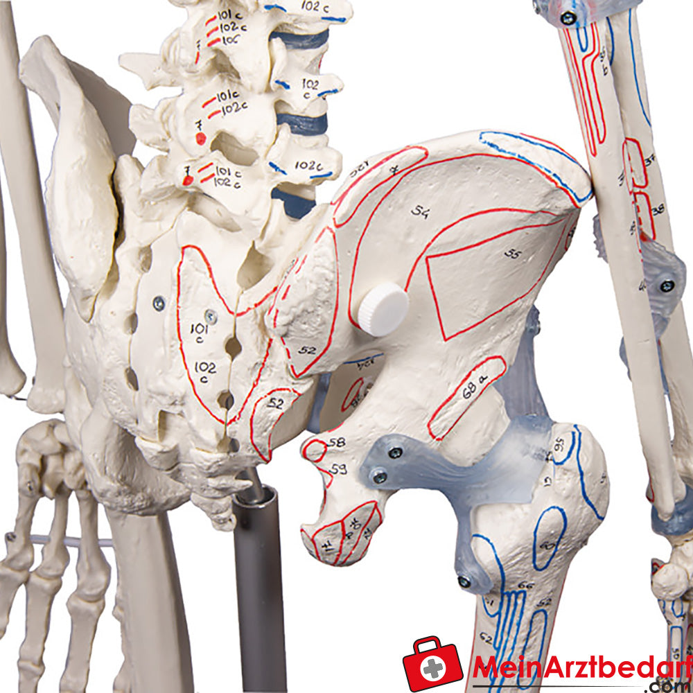 Erler-Zimmer Skelett.