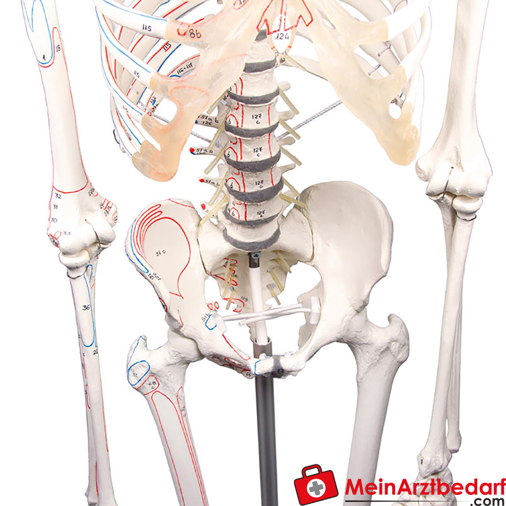 Erler-Zimmer Skelett.