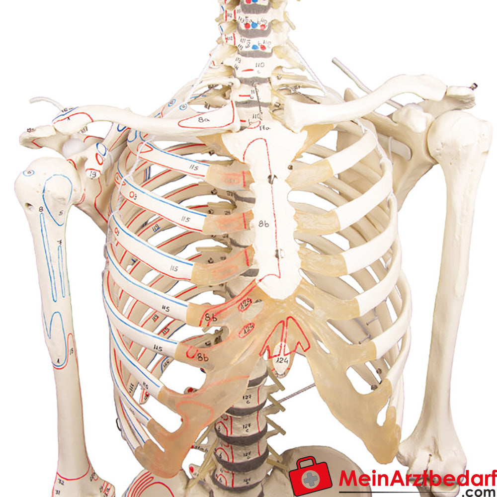 Erler-Zimmer Skelettmodell 178 cm auf fahrbarem Stativ, dreiteiliger Schädel, abnehmbare Arme/Beine, Spinalnerven