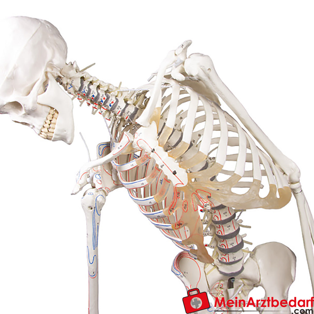 Erler-Zimmer Skelettmodell 178 cm auf fahrbarem Stativ, dreiteiliger Schädel, abnehmbare Arme/Beine, Spinalnerven