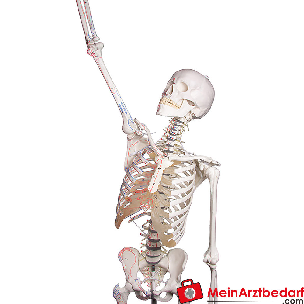 Erler-Zimmer Skelettmodell 178 cm auf fahrbarem Stativ, dreiteiliger Schädel, abnehmbare Arme/Beine, Spinalnerven