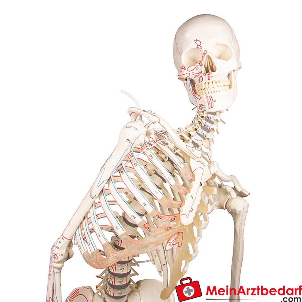 Erler-Zimmer Skelettmodell 178 cm auf fahrbarem Stativ, dreiteiliger Schädel, abnehmbare Arme/Beine, Spinalnerven
