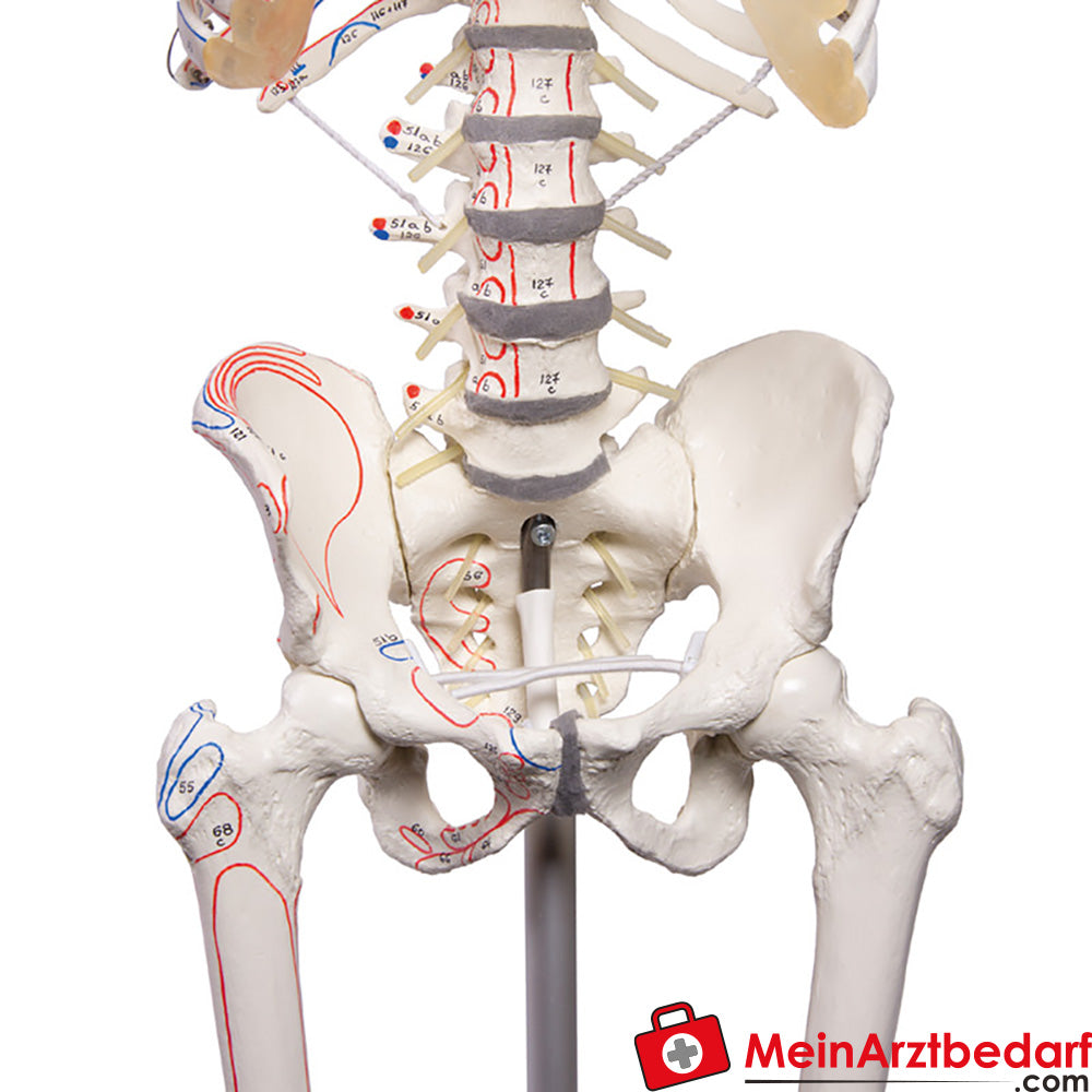 Erler-Zimmer Skelettmodell 178 cm auf fahrbarem Stativ, dreiteiliger Schädel, abnehmbare Arme/Beine, Spinalnerven