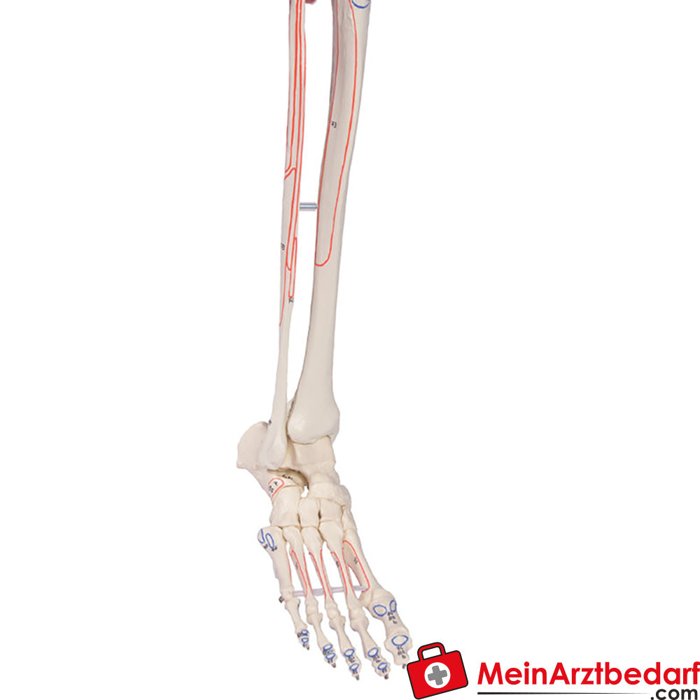 Erler-Zimmer Skelettmodell 178 cm auf fahrbarem Stativ, dreiteiliger Schädel, abnehmbare Arme/Beine, Spinalnerven