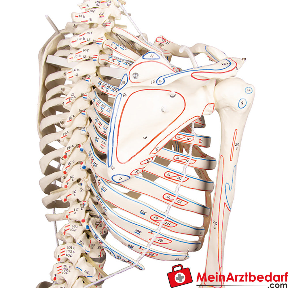 Erler-Zimmer Skelettmodell 178 cm auf fahrbarem Stativ, dreiteiliger Schädel, abnehmbare Arme/Beine, Spinalnerven