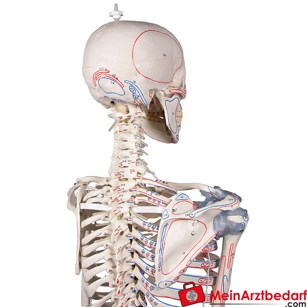 Erler-Zimmer Skelettmodell 178 cm auf fahrbarem Stativ, dreiteiliger Schädel, abnehmbare Arme/Beine, Spinalnerven