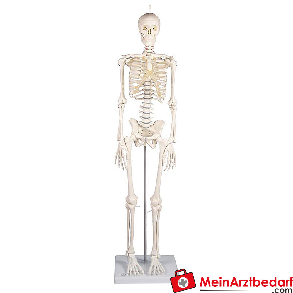 Erler-Zimmer MINIATUR-SKELETTE.