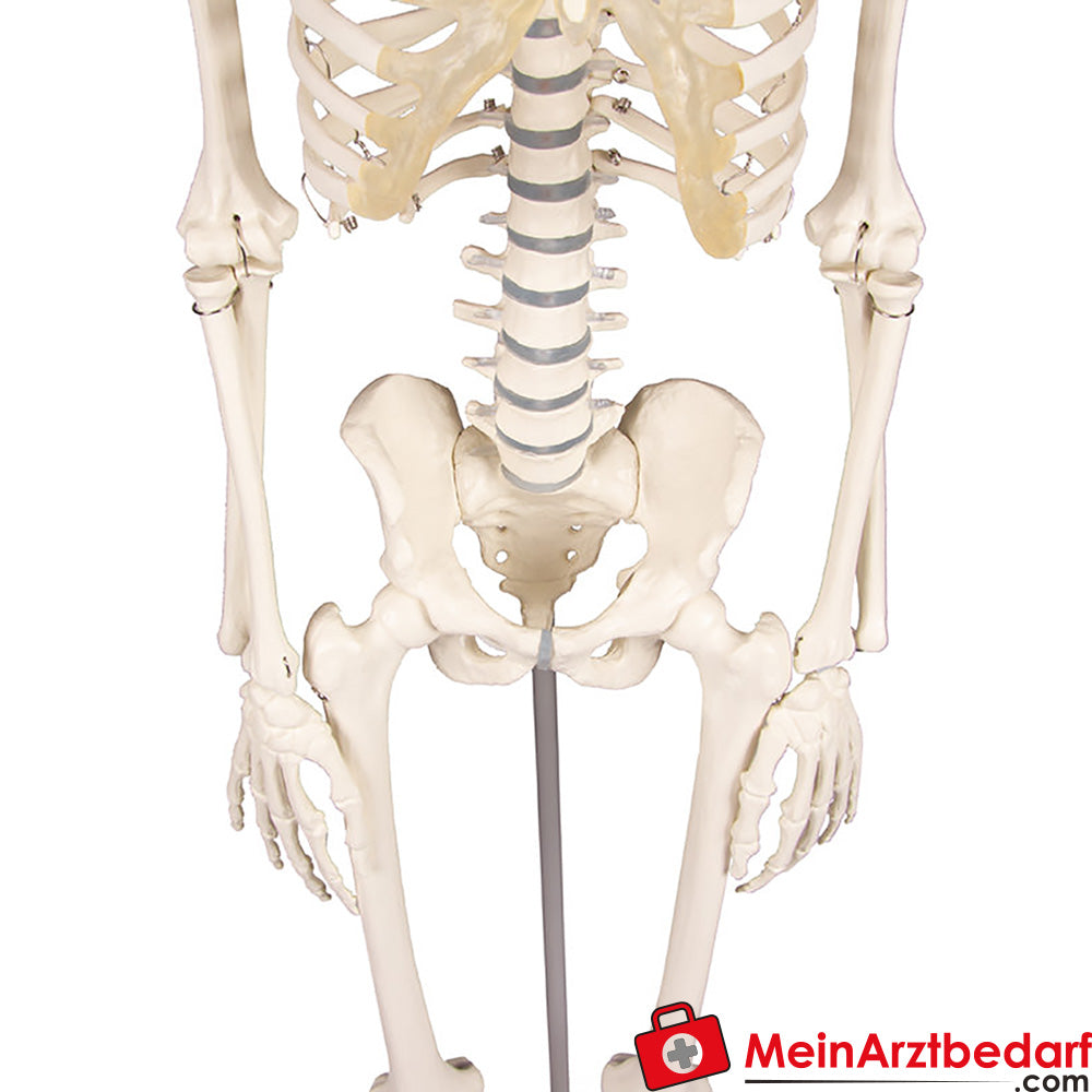 Erler-Zimmer MINIATUR-SKELETTE.