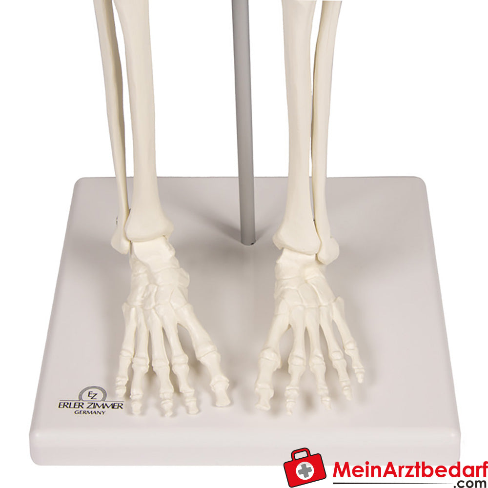 Erler-Zimmer MINIATUR-SKELETTE.
