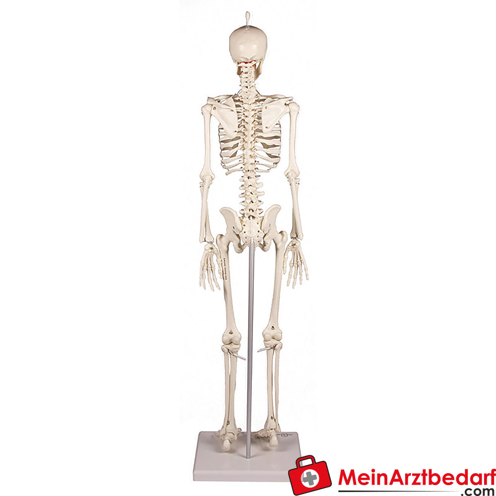 Erler-Zimmer MINIATUR-SKELETTE.