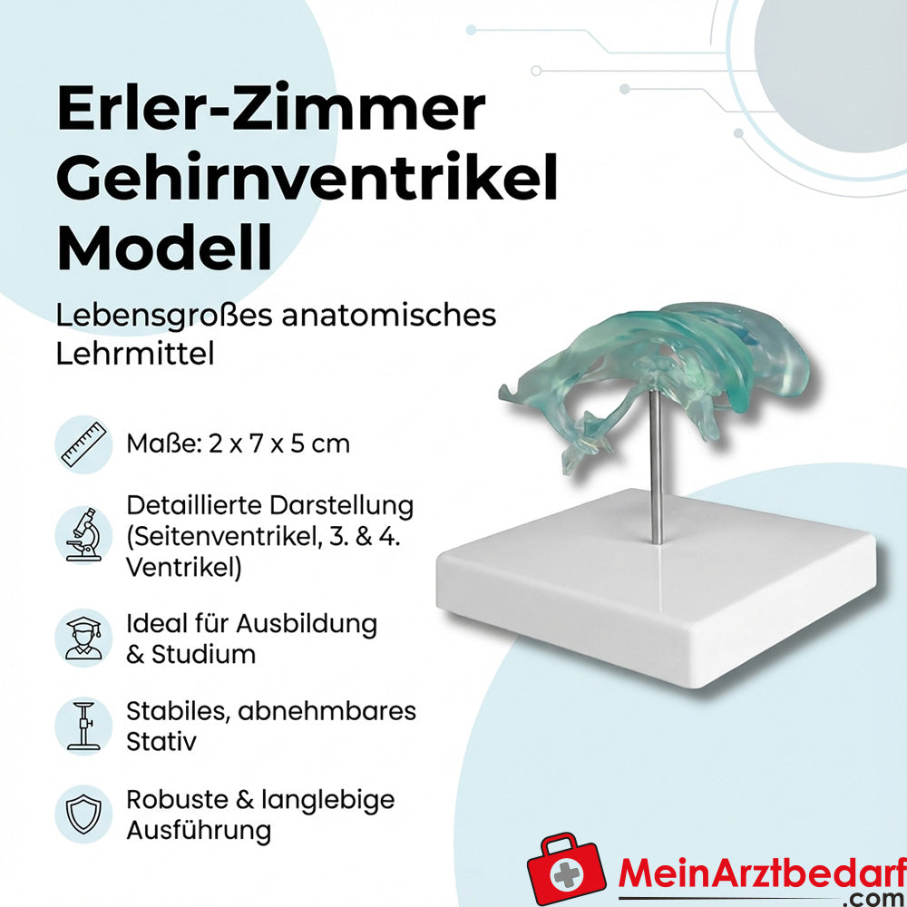 Model komory mózgowej Erler Zimmer, naturalnej wielkości, szczegółowy, z podstawką