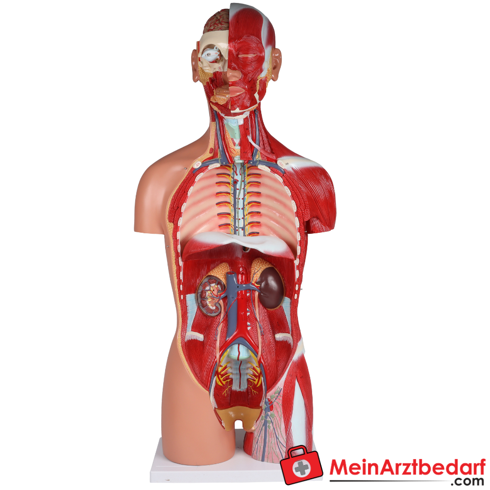 Erler-Zimmer Zweigeschlechtlicher Anatomietorso 28-teilig.