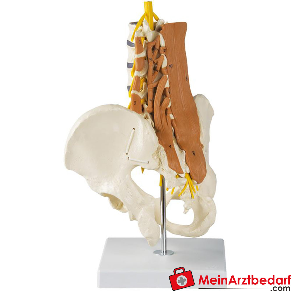 Modelo de pelvis Erler Zimmer, columna lumbar con músculos lumbares |  MeinArztbedarf.com, image size:1000x1000