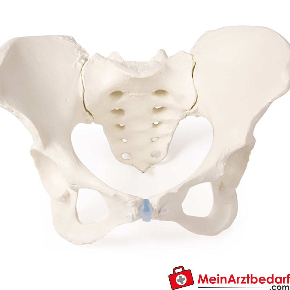 Erler-Zimmer Kreuzbein.