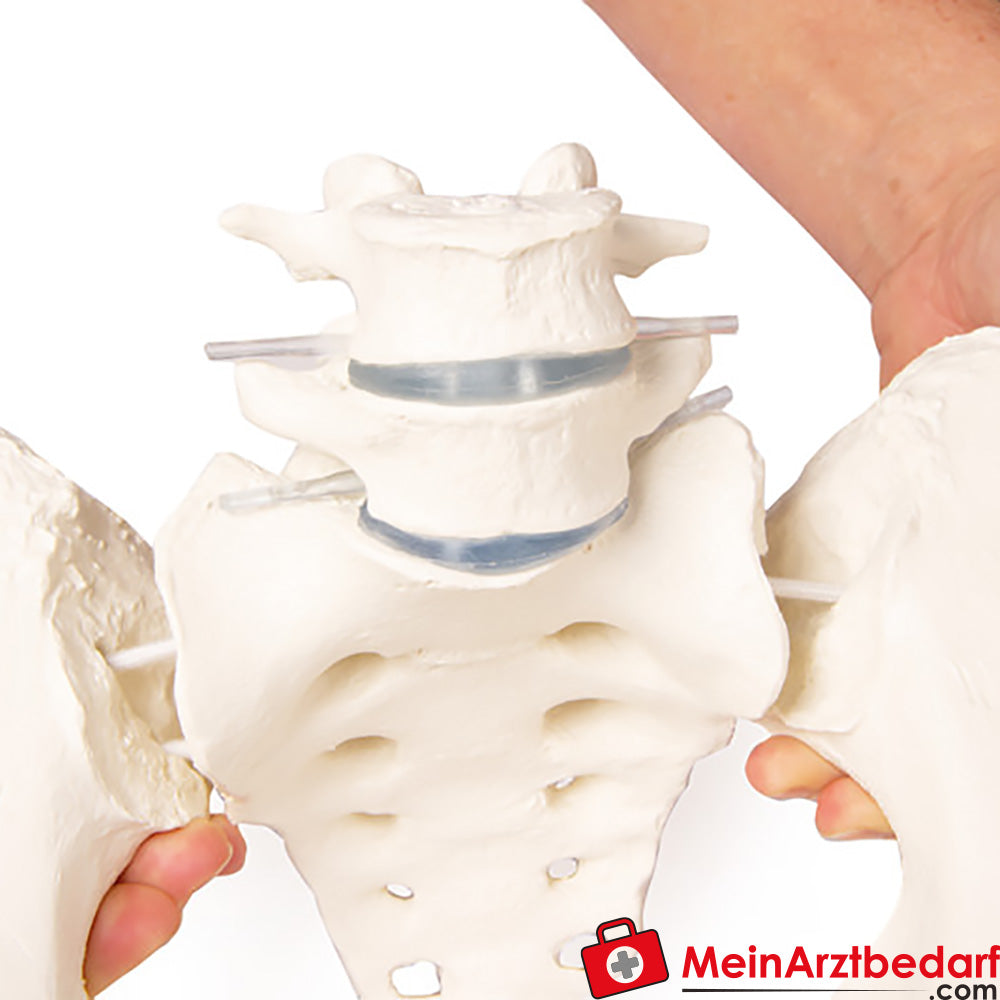 Erler-Zimmer Weibliches Becken.