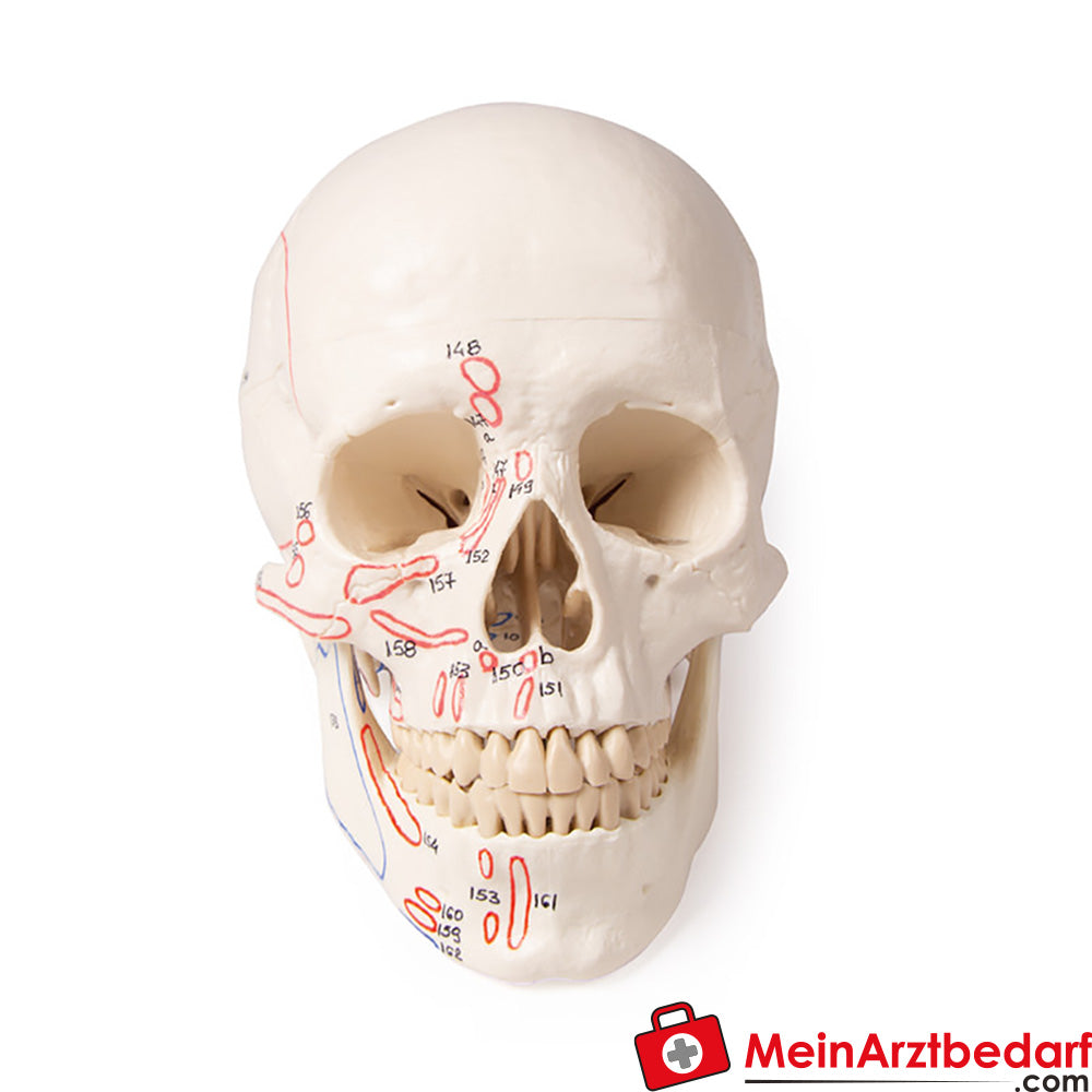 Erler-Zimmer Schädelmodell.