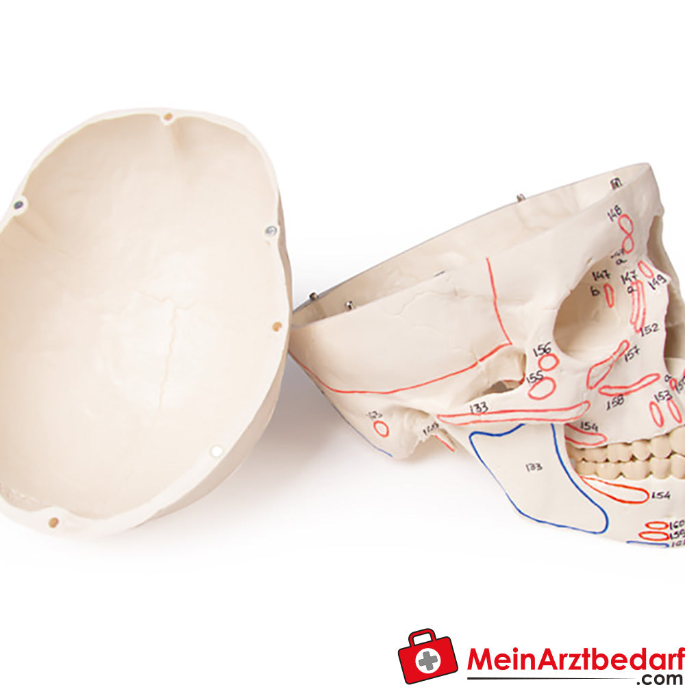 Erler-Zimmer Schädelmodell.