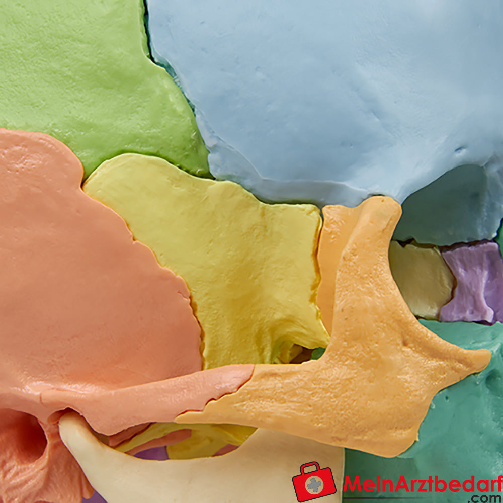 Erler-Zimmer Osteopathie-Schädelmodell, 22-teilig, didaktische Ausführung - EZ Augmented Anatomy.