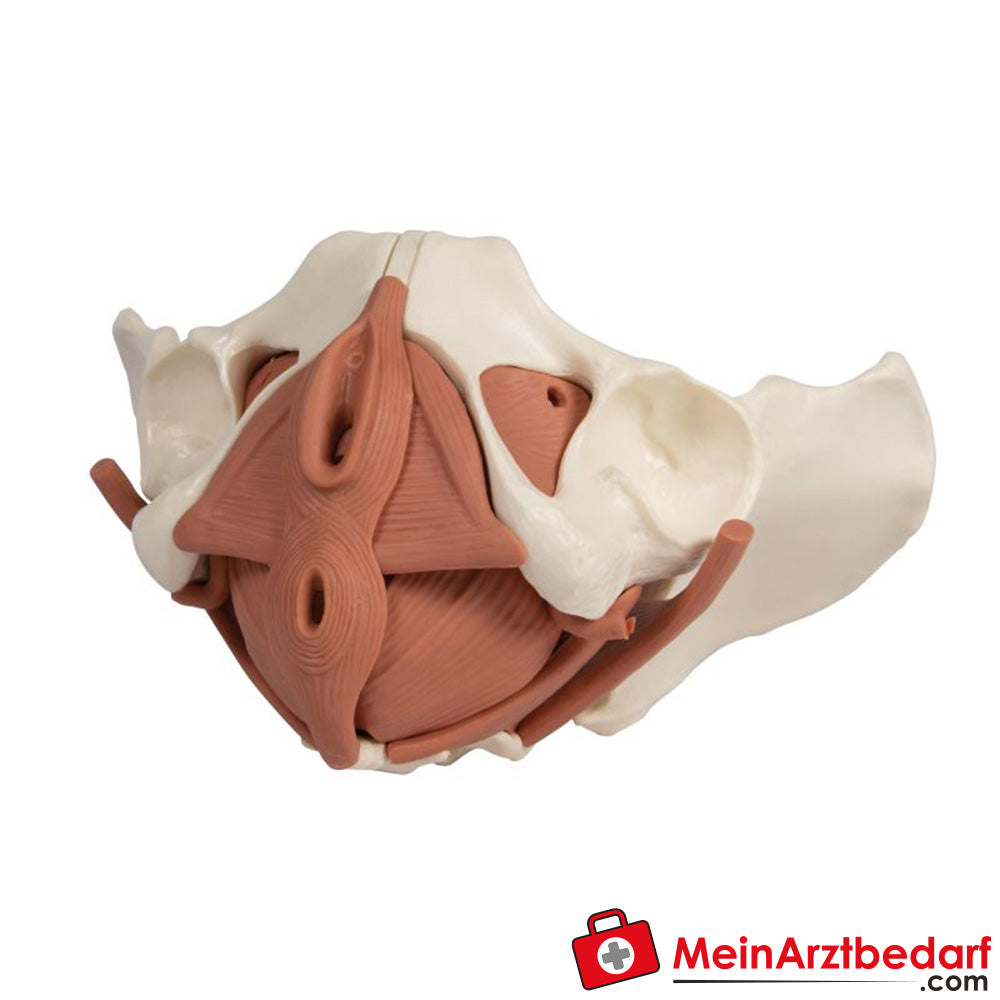 Erler-Zimmer Weibliches Beckenbodenmodell 12-teilig, magnetisch.