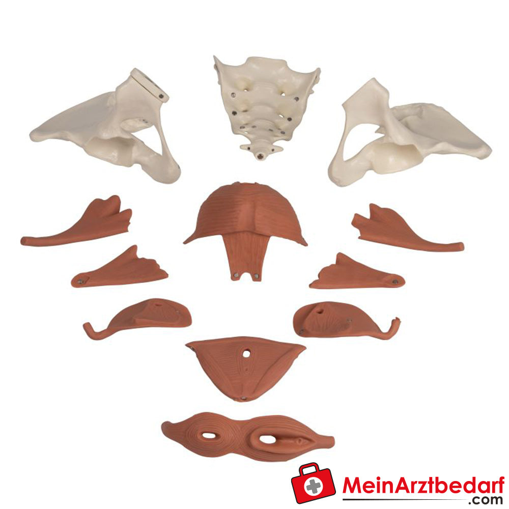 Erler-Zimmer Weibliches Beckenbodenmodell 12-teilig, magnetisch.