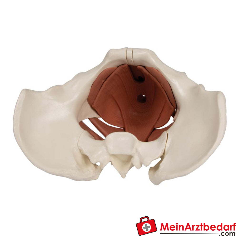 Erler-Zimmer Weibliches Beckenbodenmodell 12-teilig, magnetisch.