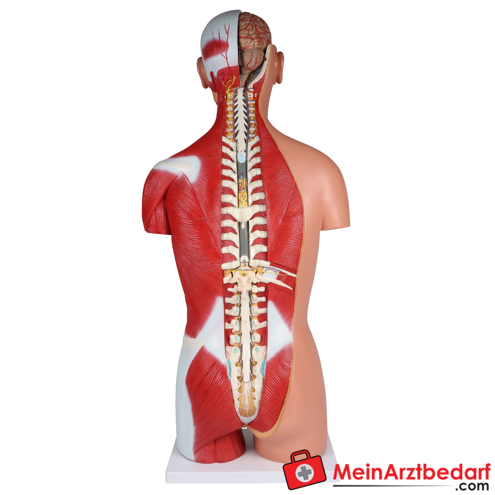 Erler-Zimmer Zweigeschlechtlicher Anatomietorso 28-teilig.