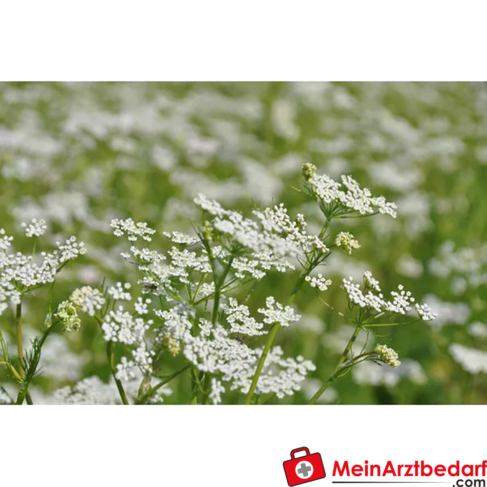 Sonnentor Bio Kümmel ganz.