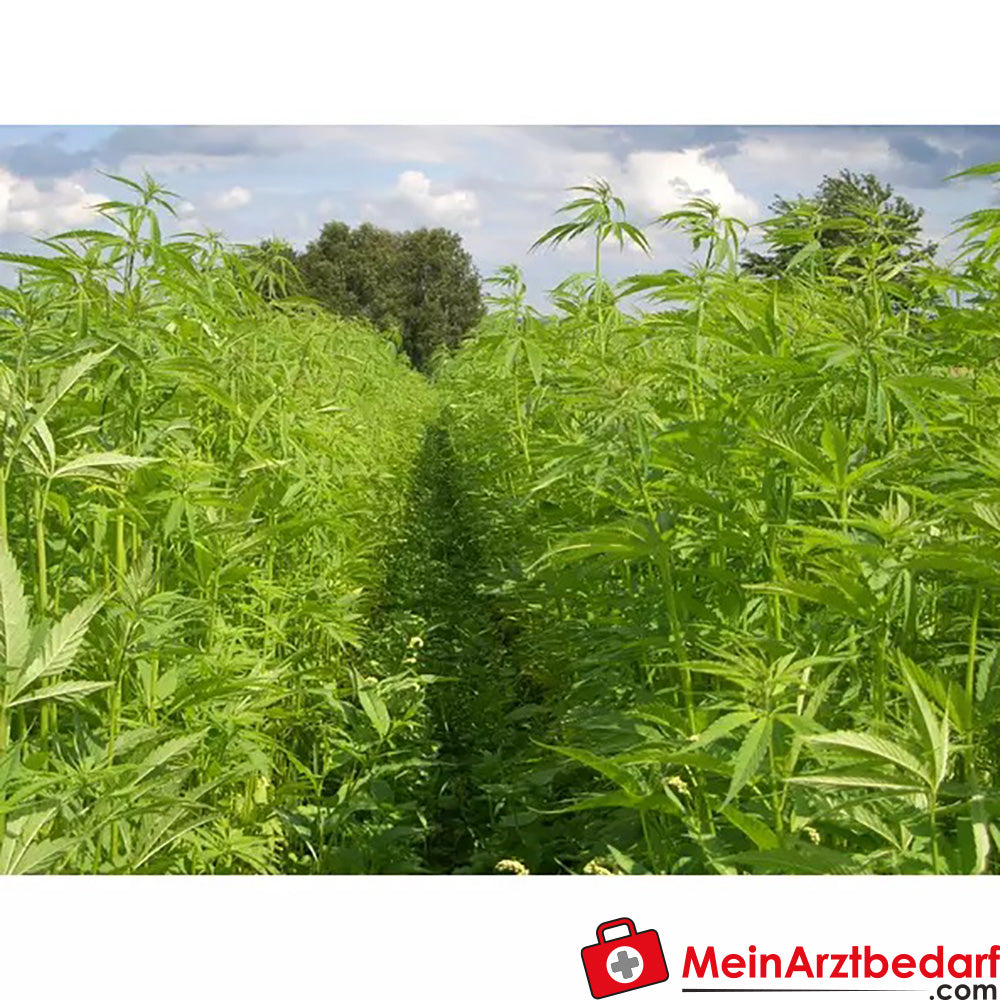 Sonnentor Bio Hanfblätter.