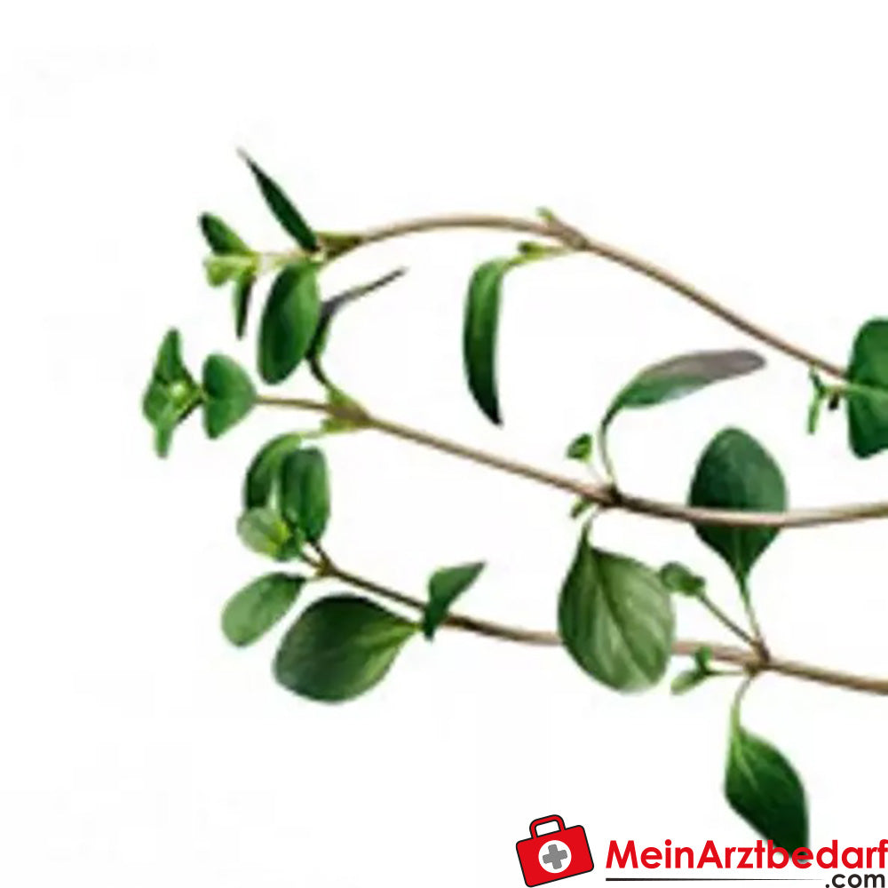 Sonnentor Bio Thymian.