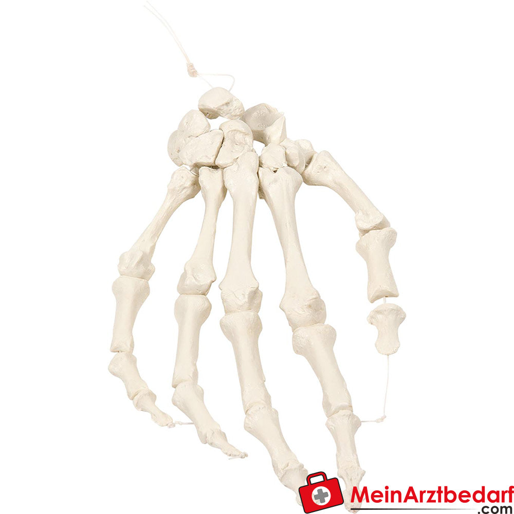 Erler-Zimmer Handskelett - auf Nylon.